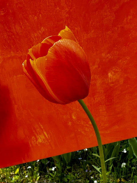 designer glass with red tulip